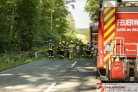 _2026-06-04 Baum über Strasse B141 Pramwald-1650